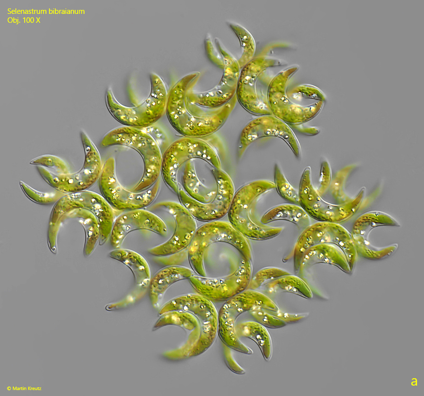 Selenastrum-bibraianum