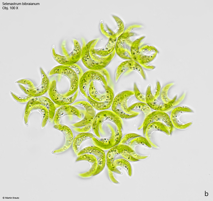 Selenastrum-bibraianum