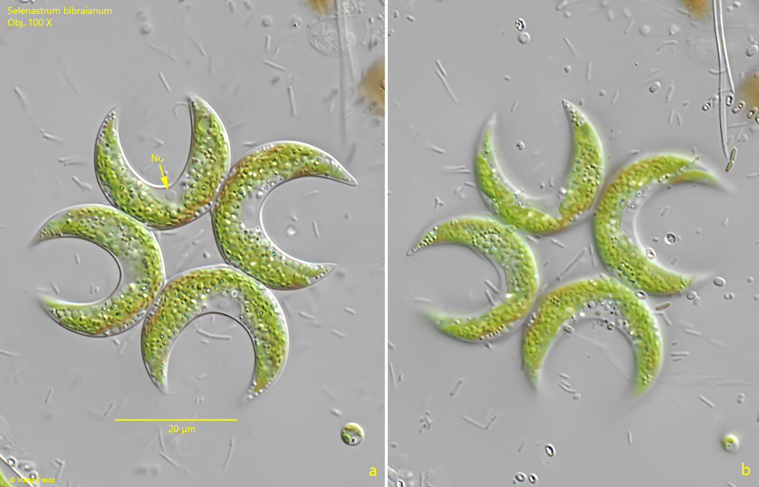 Selenastrum-bibraianum