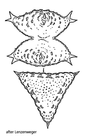 Staurastrum-avicula-var-exornatum
