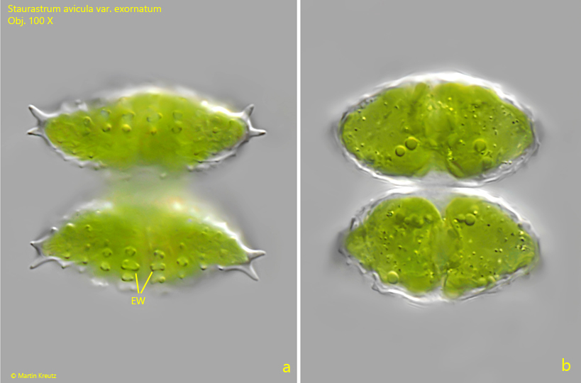 Staurastrum-avicula-var-exornatum