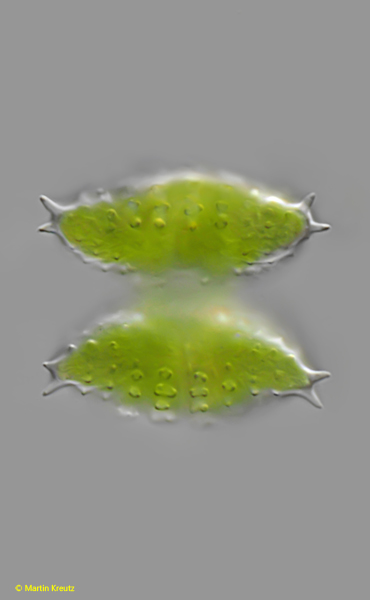 Staurastrum-avicula-var-exornatum
