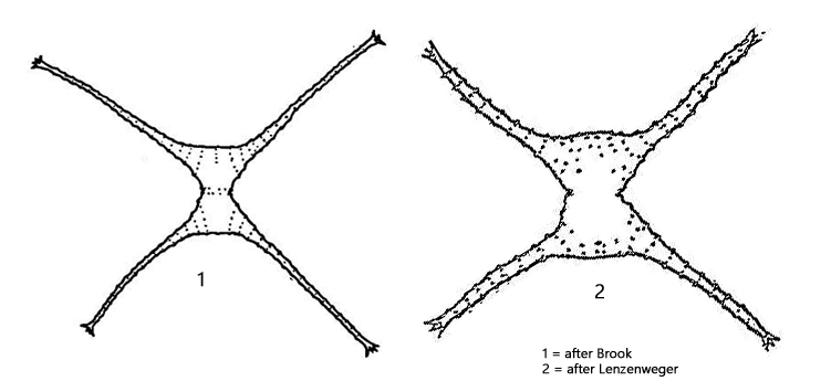 Staurastrum-chaetoceras