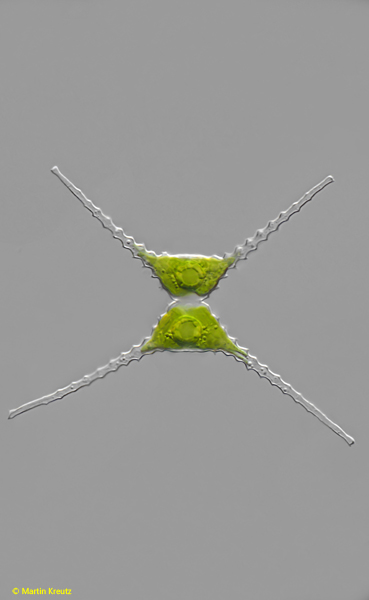 Staurastrum-chaetoceras