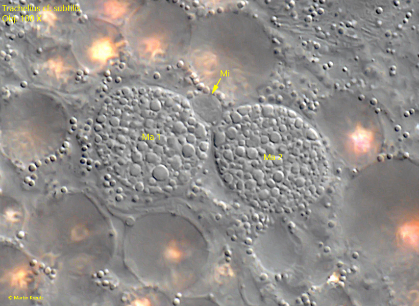 Trachelius-ovum