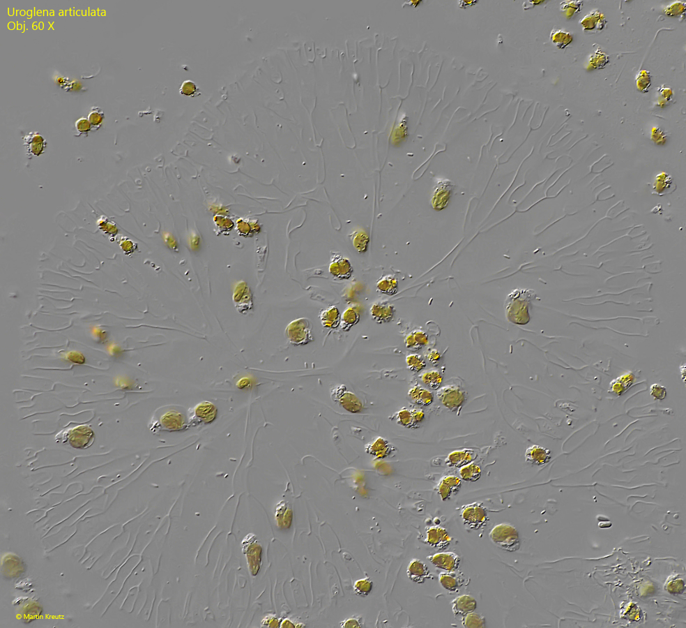 Uroglena-articulata