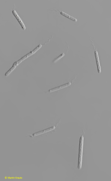Bacterium-cyrusii