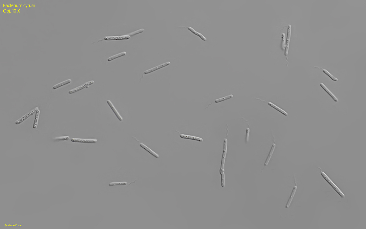Bacterium-cyrusii