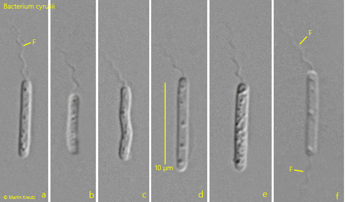 Bacterium-cyrusii