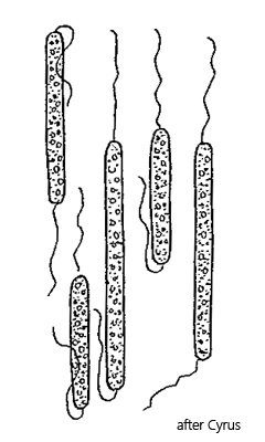 Bacterium-cyrusii