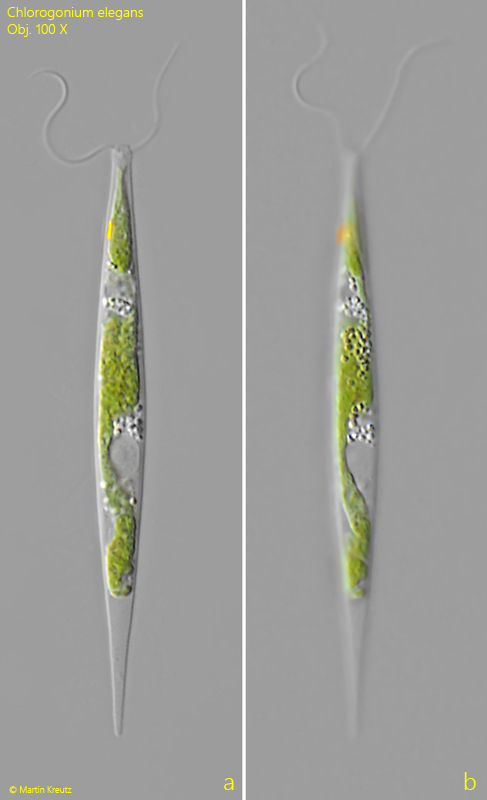 Chlorogonium-elegans
