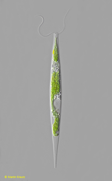 Chlorogonium-elegans