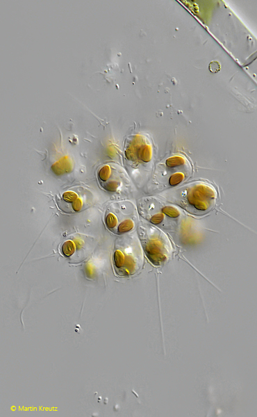 Chrysosphaerella-brevispina