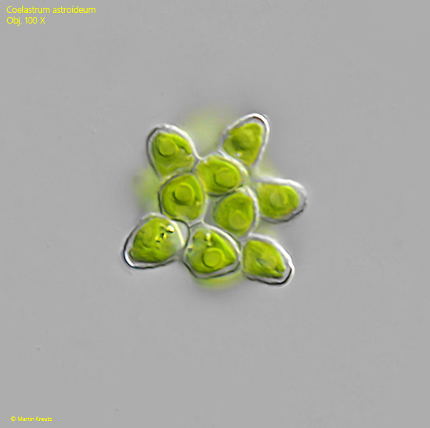 Coelastrum-astroideum