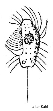 Cyclidium-elongatum
