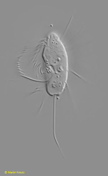Cyclidium-elongatum