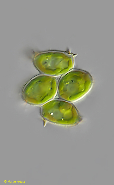Desmodesmus-denticulatus