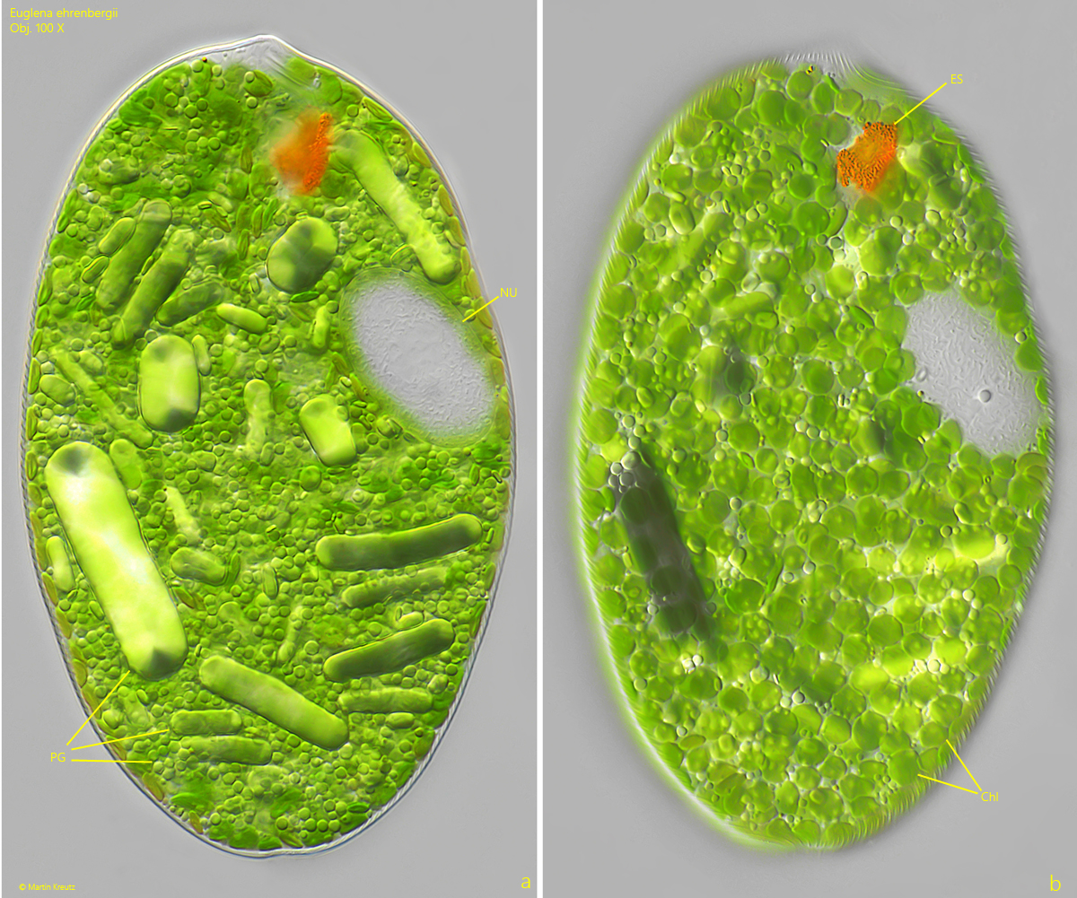 Euglena-ehrenbergii