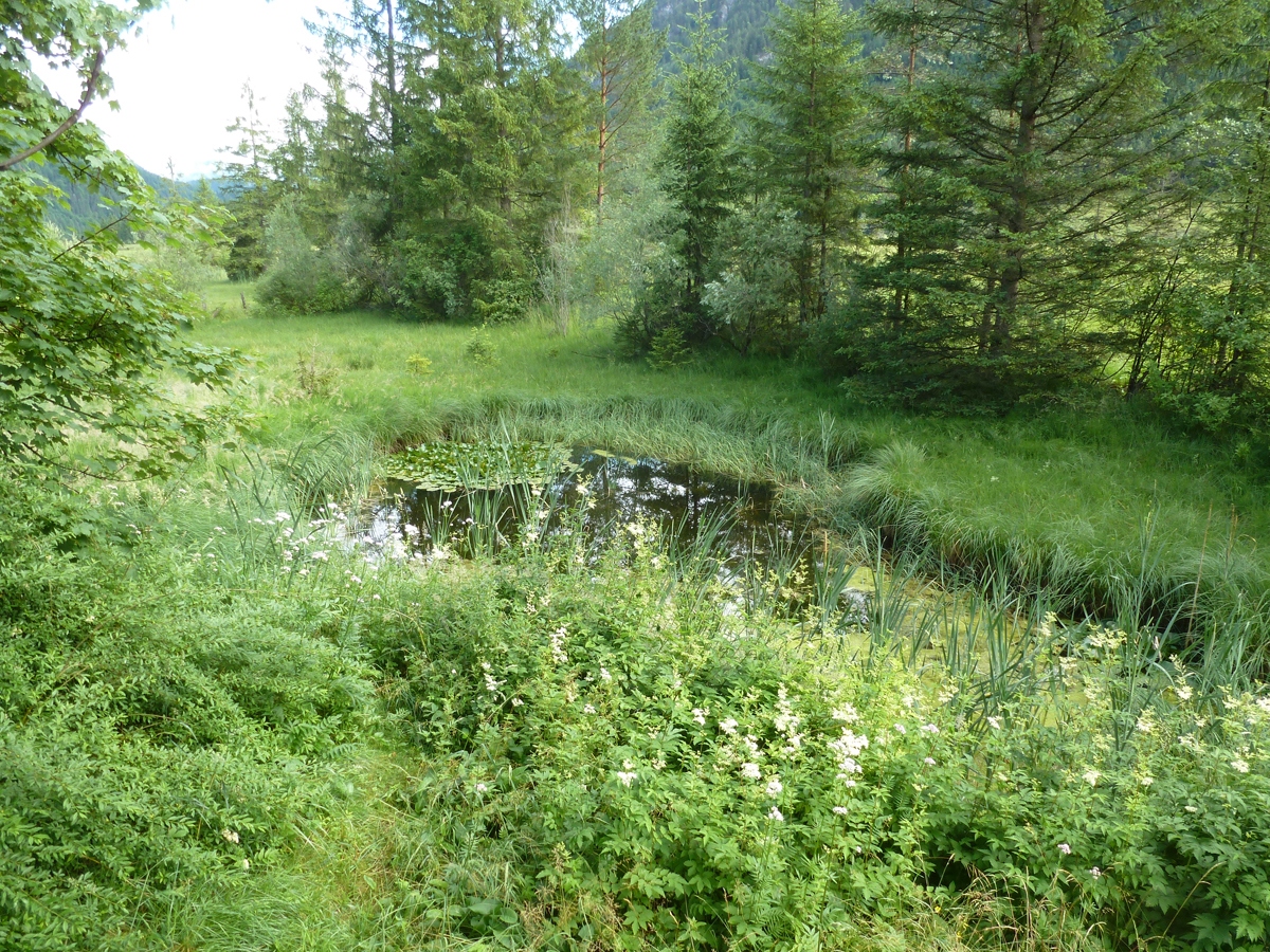 Pond St. Ulrich, Jul. 2017