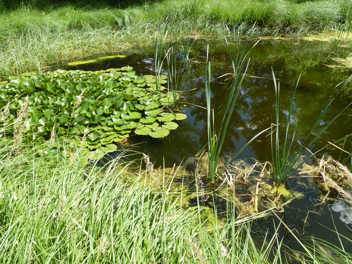 Pond St. Ulrich, Jul. 2017