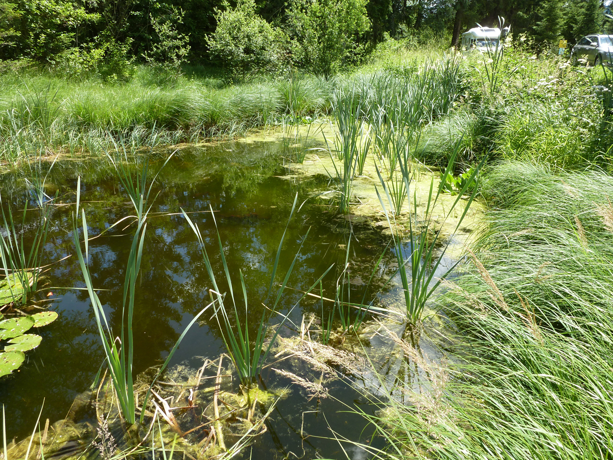 Pond St. Ulrich, Jul. 2017