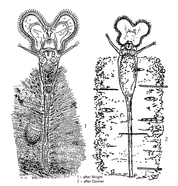 Floscularia melicerta