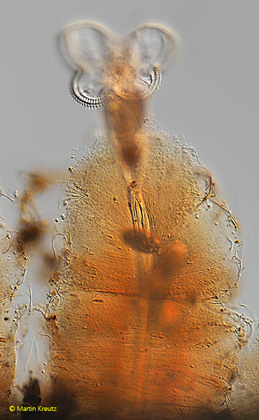 Floscularia-melicerta
