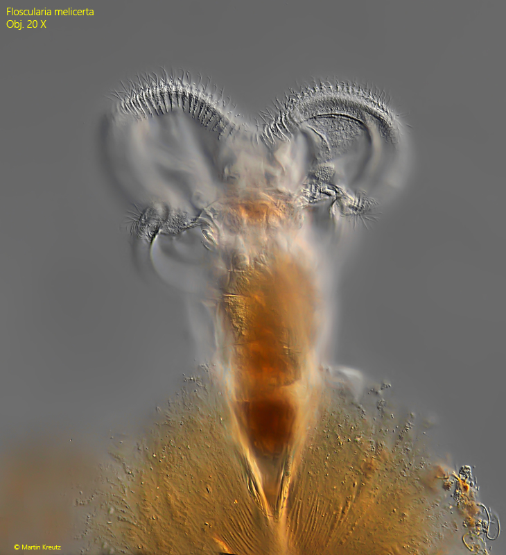 Floscularia-melicerta