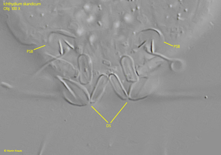 Ichthydium-skandicum
