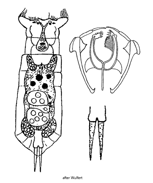 Itura-viridis