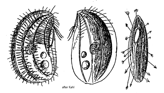 Leptopharynx-euglenivorus