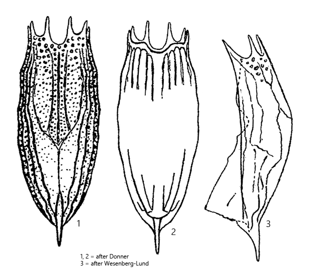 Notholca-foliacea
