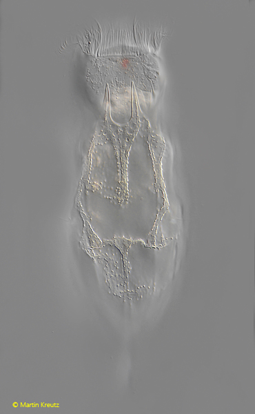 Notholca-foliacea