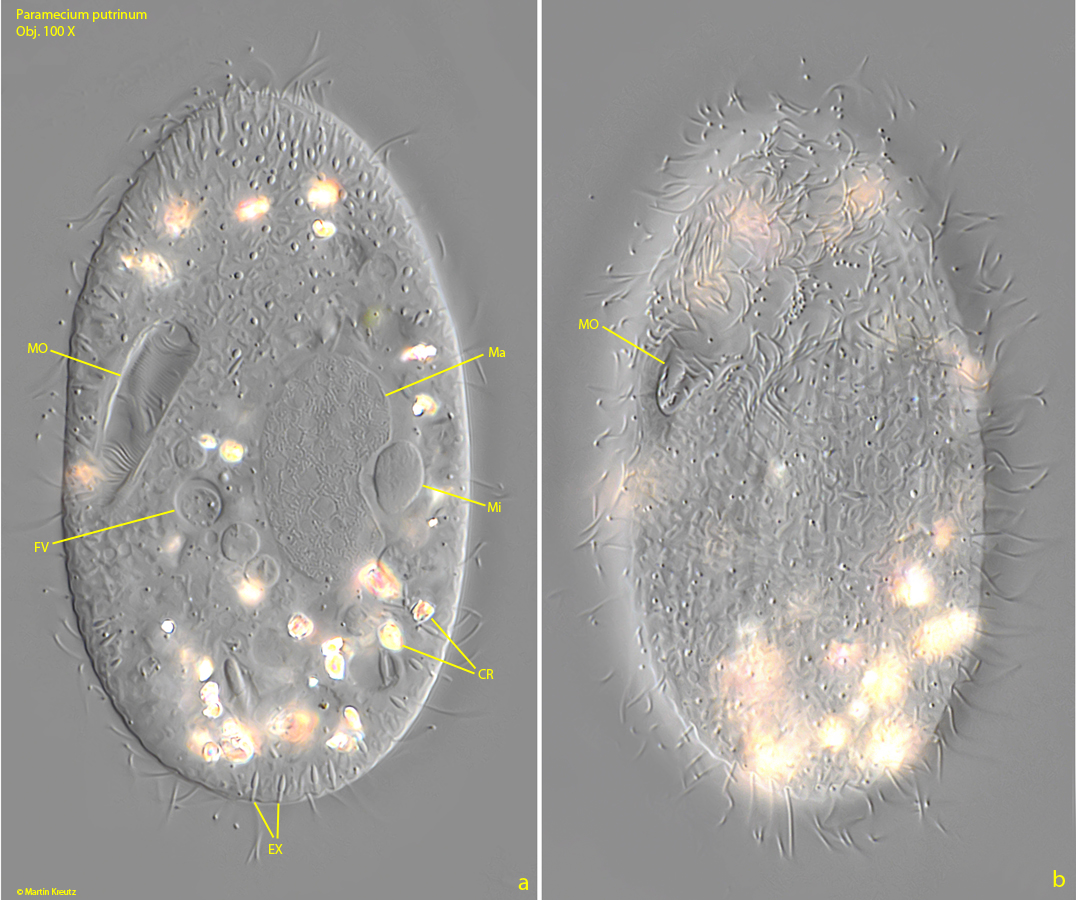 Paramecium-putrinum