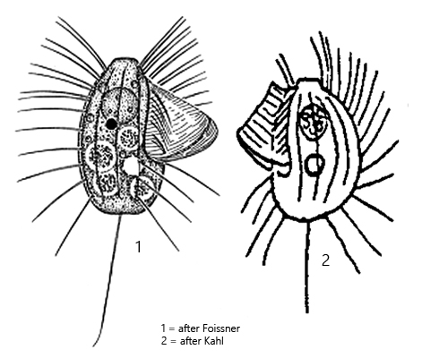 Protocyclidium-muscicola