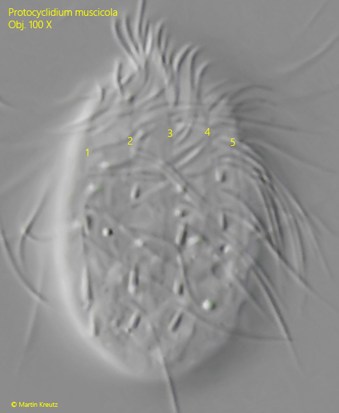 Protocyclidium-muscicola