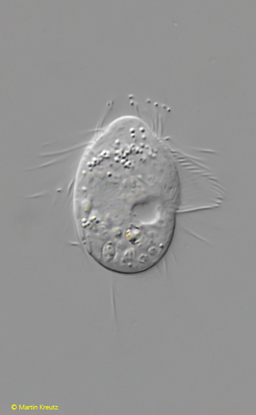 Protocyclidium-muscicola
