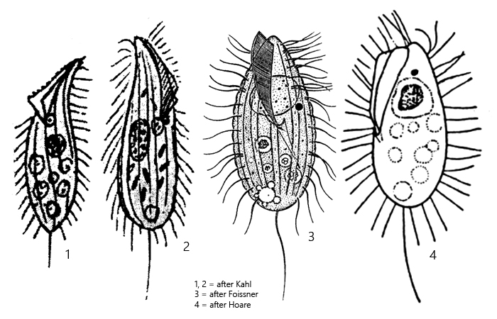 Pseudocohnilembus-pusillus