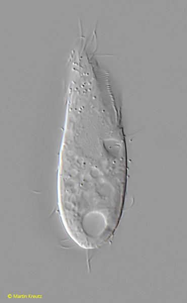 Pseudocohnilembus-pusillus