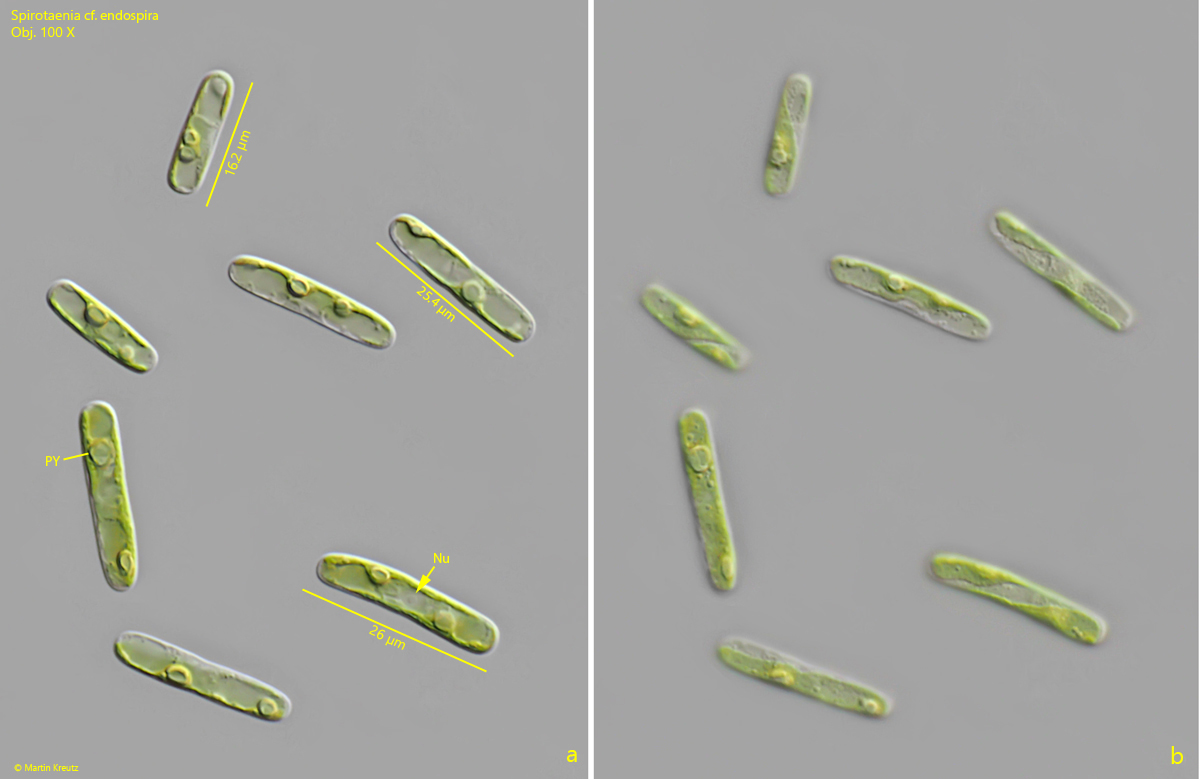 Spirotaenia-cf-endospira