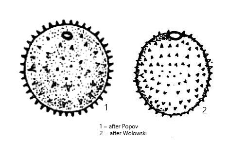 Trachelomonas-globulosa-f-punctata