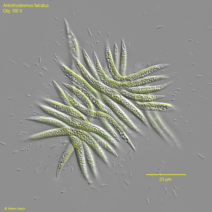 Ankistrodesmus-falcatus