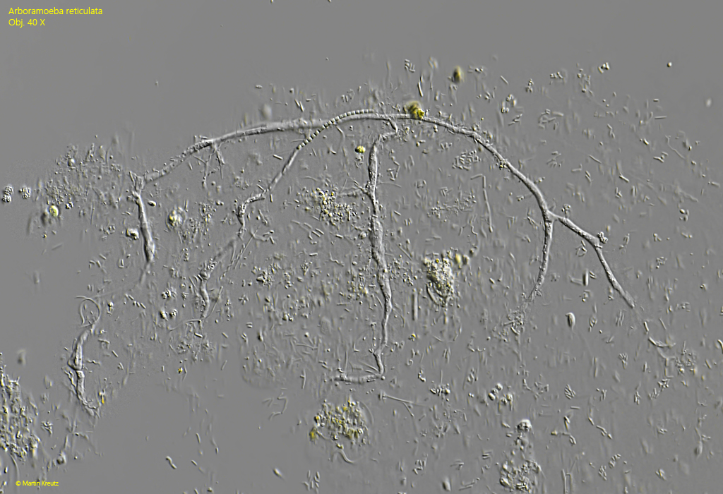 Arborameoba-reticulata