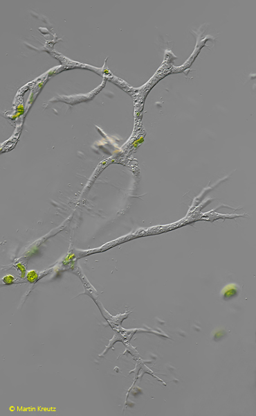 Arborameoba-reticulata