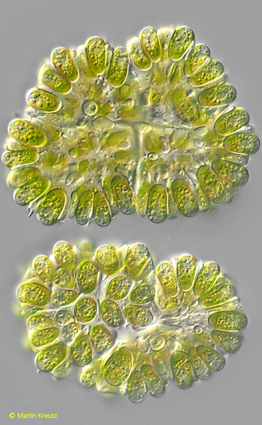 Botryococcus-braunii