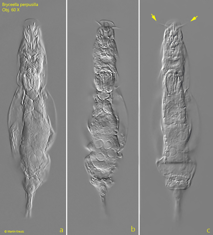 Bryceella-perpusilla