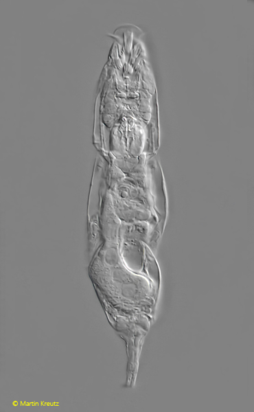 Bryceella-perpusilla