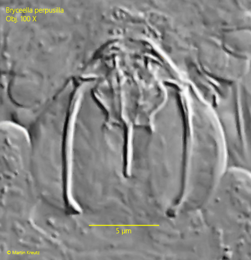 Bryceella-perpusilla