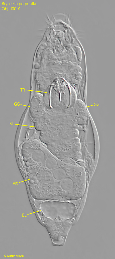 Bryceella-perpusilla