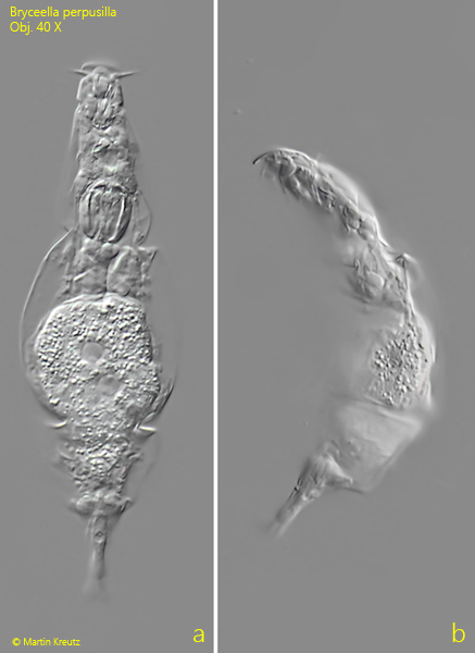 Bryceella-perpusilla